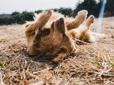 unsplash_t7wwffh6x8E